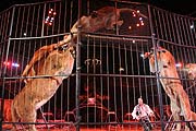 wild jagen die Löwen durch den Käfig (Foto: Martin Schmitz)